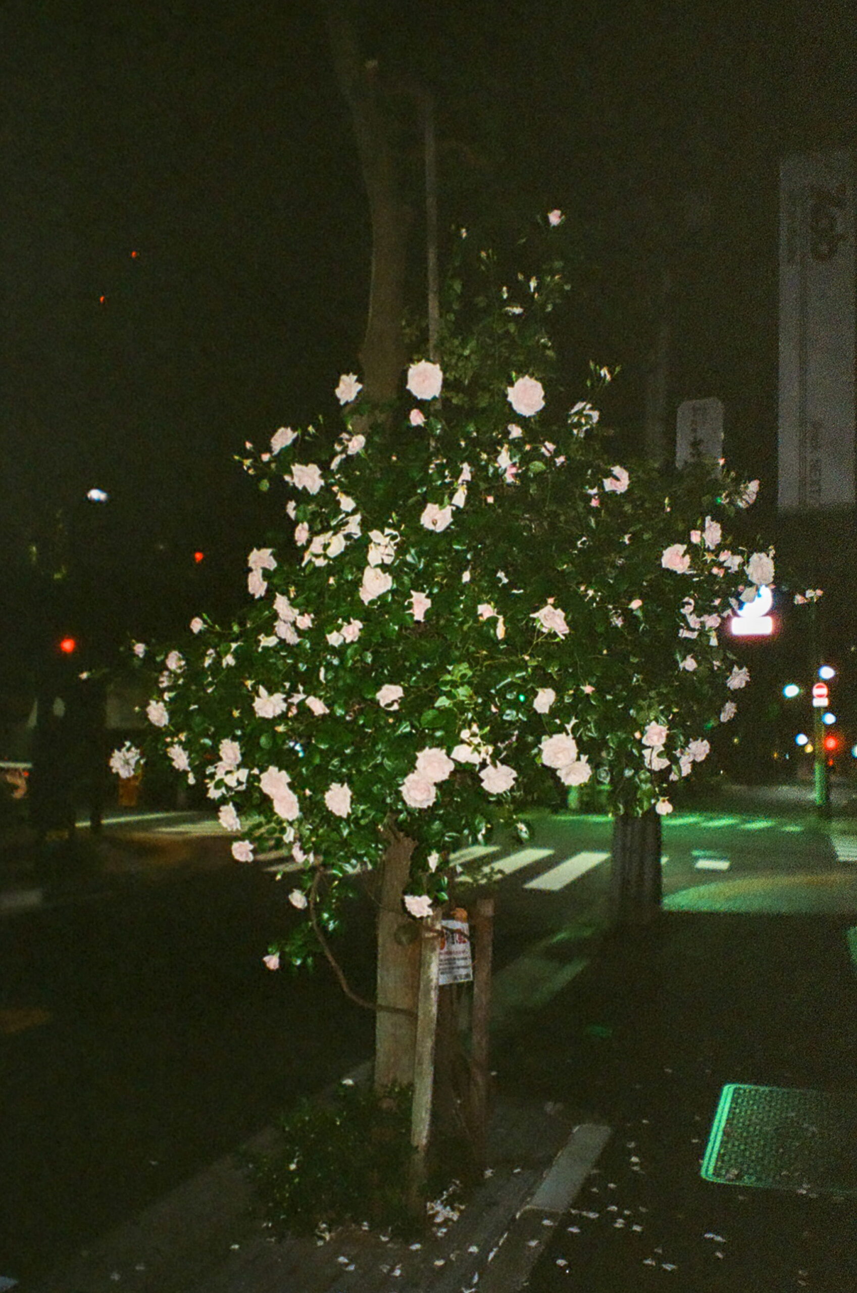 tree with roses